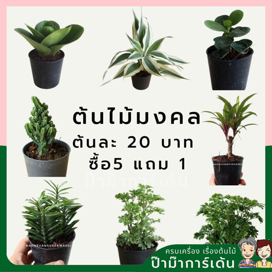 ต้นไม้มงคลราคาถูก ปลูกง่าย เริ่มต้นเพียง 20 บาท เหมาะให้ของขวัญและจัดโต๊ะทำงาน – พร้อมจัดส่งด่วนในกรุงเทพฯ