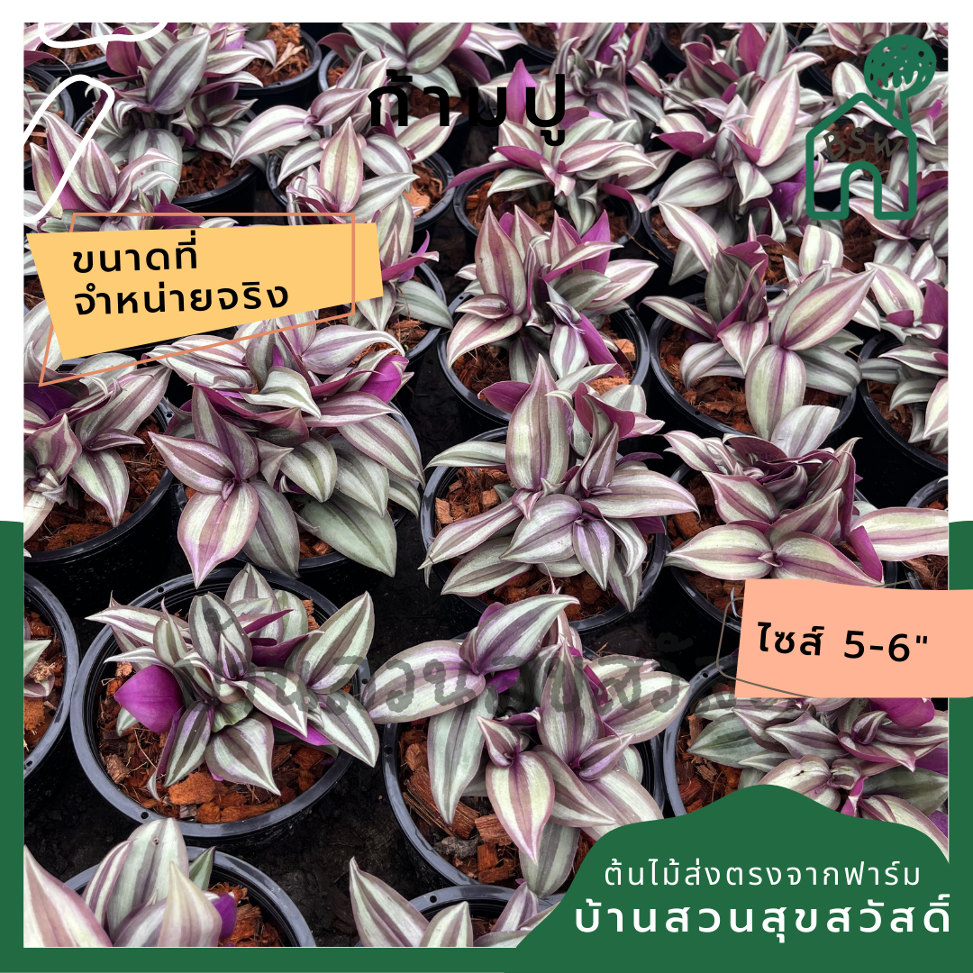 ก้ามปูหลุด กระถาง 5-6 นิ้ว ต้นโกสน ใบกำมะหยี่สวย เป็นไม้แดด ไม้ด่างสวย ใบสีสันสดใส
