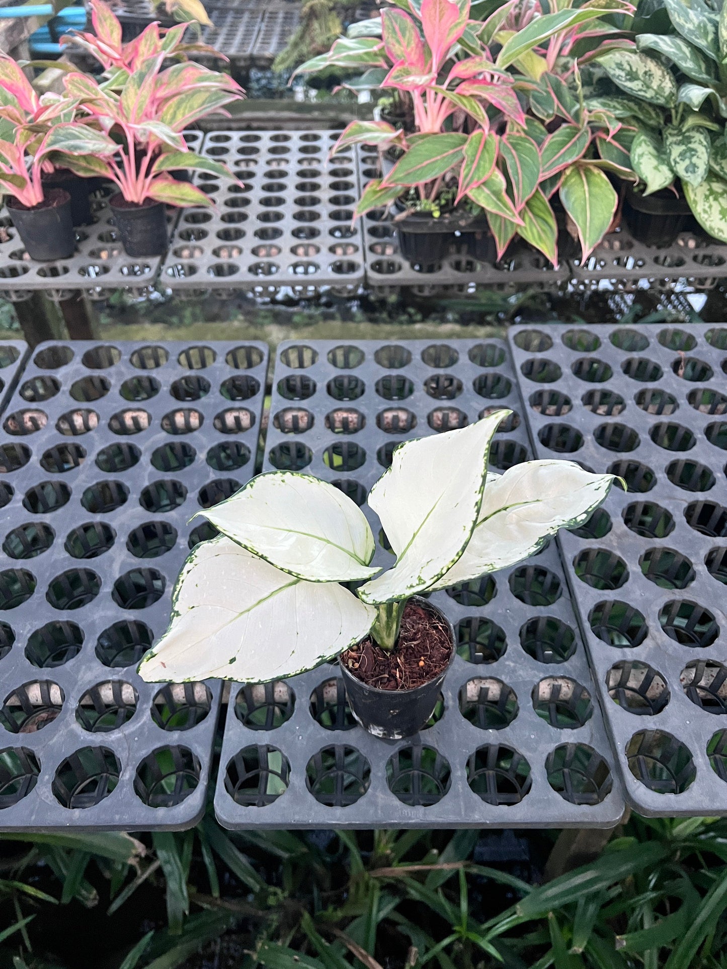ซุปเปอร์ไวท์ (Aglaonema 'Super White') ไม้ใบสวยฟอกอากาศในกระถาง 5-6 นิ้ว
