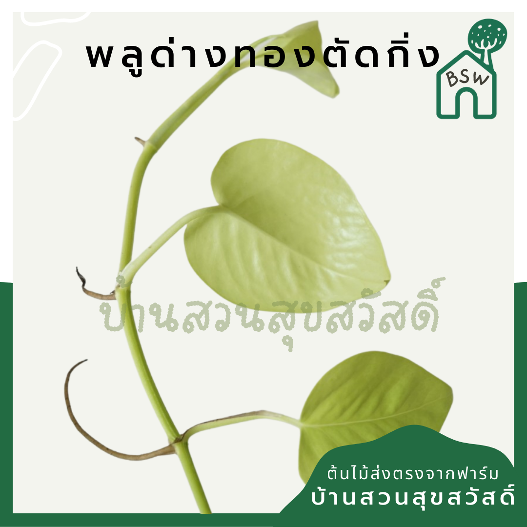 พลูด่าง (Epipremnum Aureum) ไม้ตัดกิ่งราคาย่อมเยา