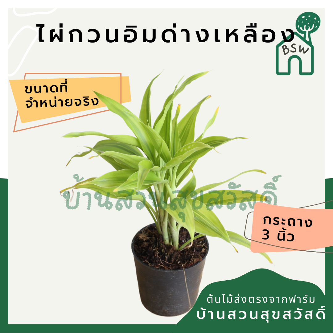 ไผ่กวนอิม (Dracaena Sanderiana) ไม้มงคลเรียกทรัพย์ในกระถาง
