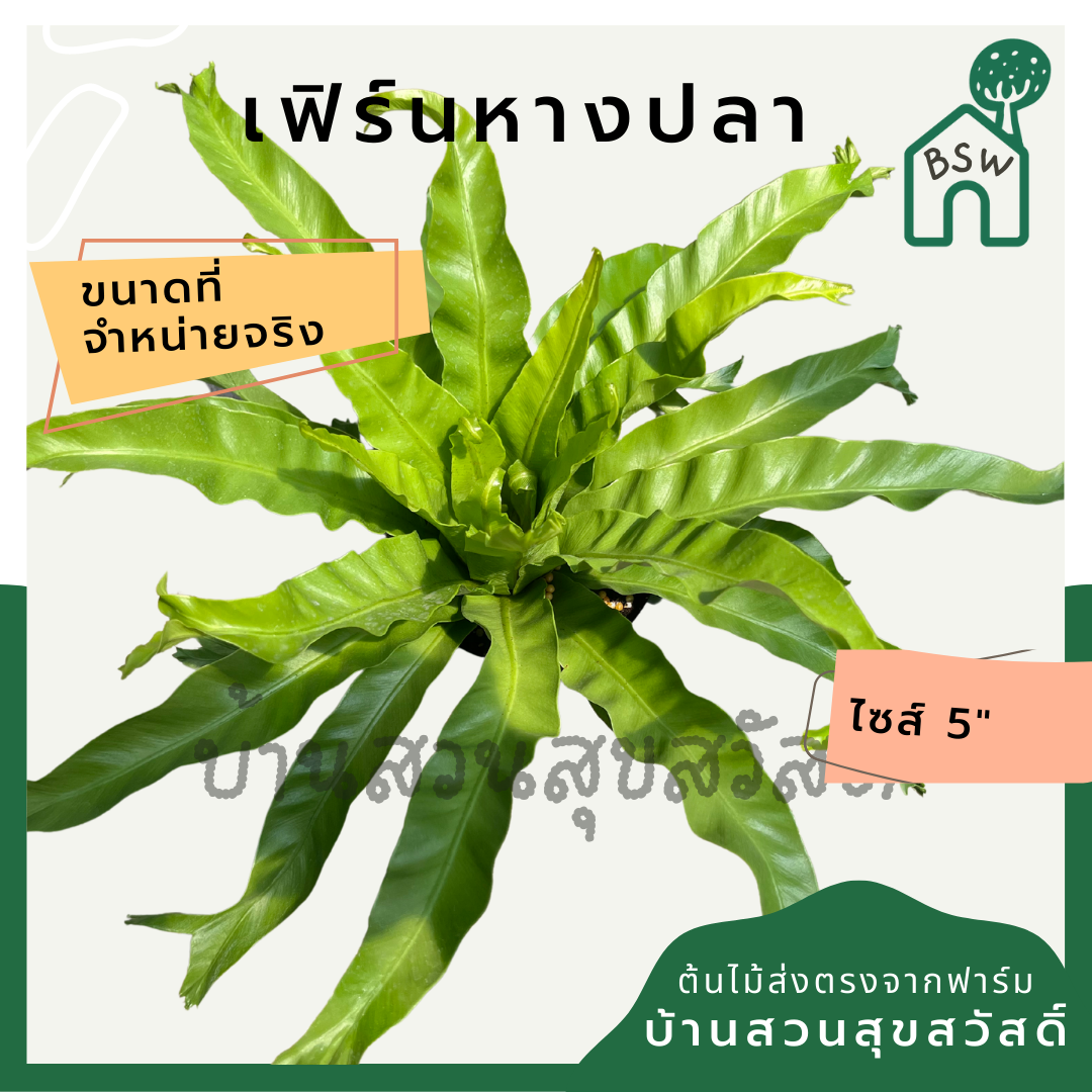 เฟิร์นหางปลา (Polypodium Aureum 'Mandaianum') ไม้ใบในกระถาง 5-6 นิ้ว