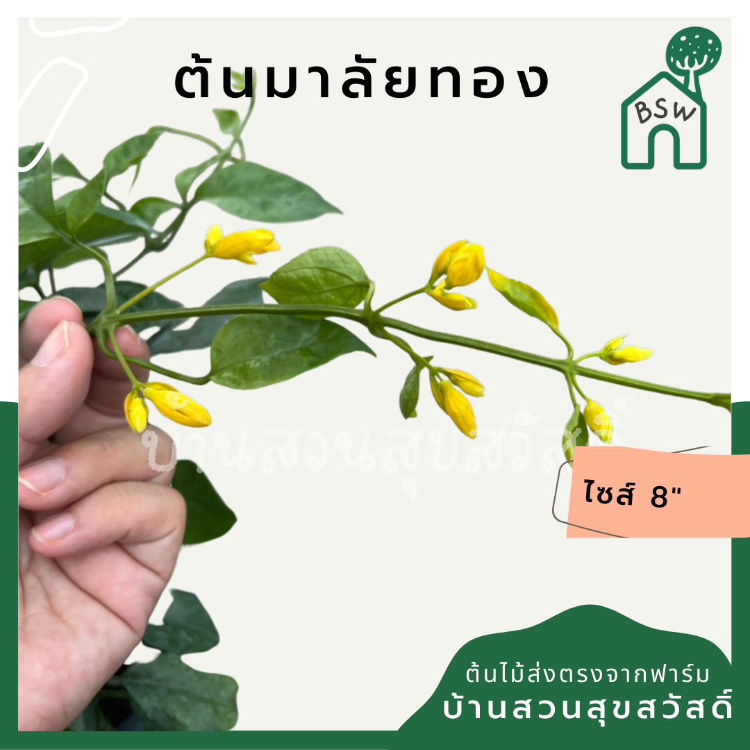 มาลัยทอง (Punica Granatum 'Variegata') ไม้ใบสวยในกระถาง 8 นิ้ว