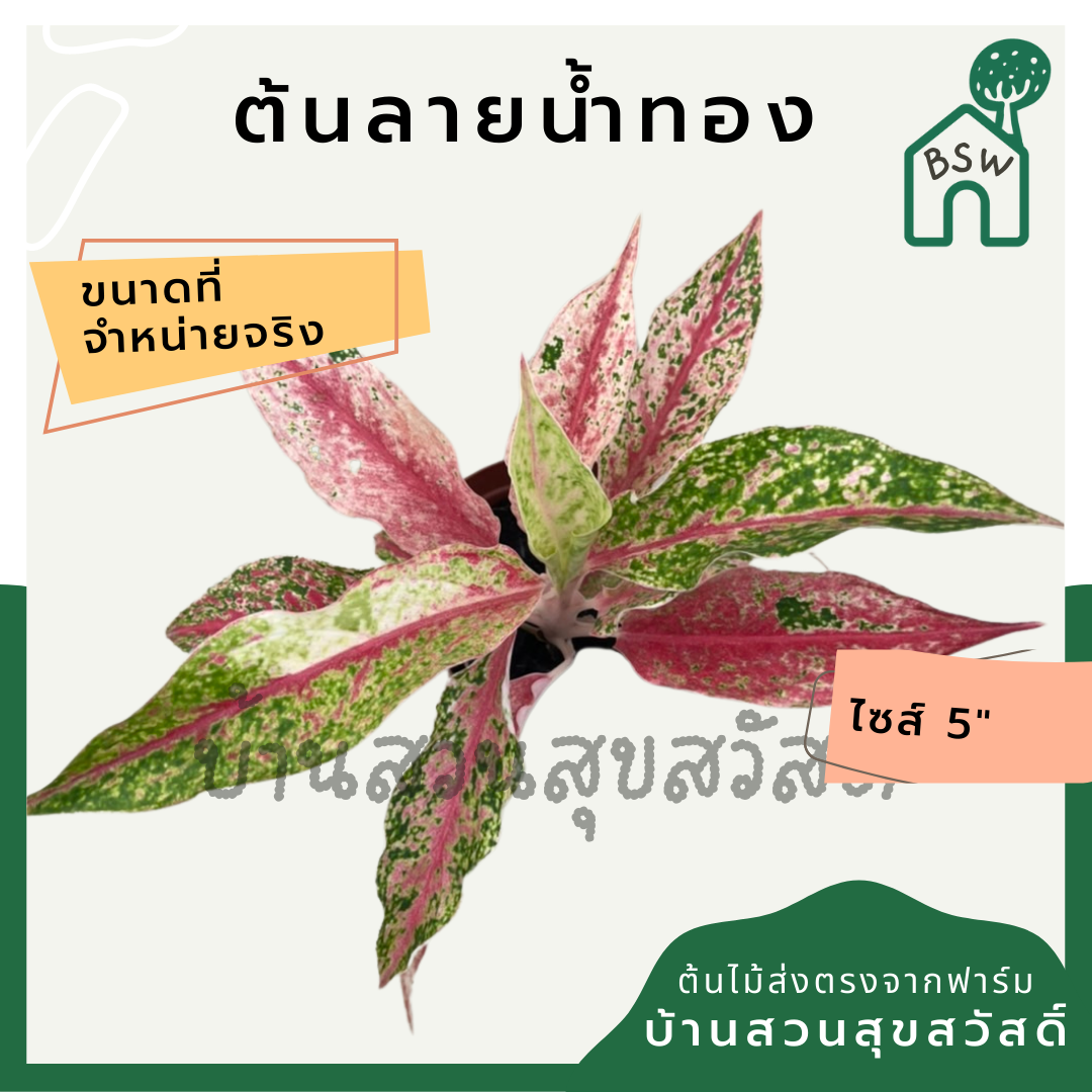 ลายน้ำทอง (Aglaonema) ไม้มงคลในกระถางพร้อมตั้ง