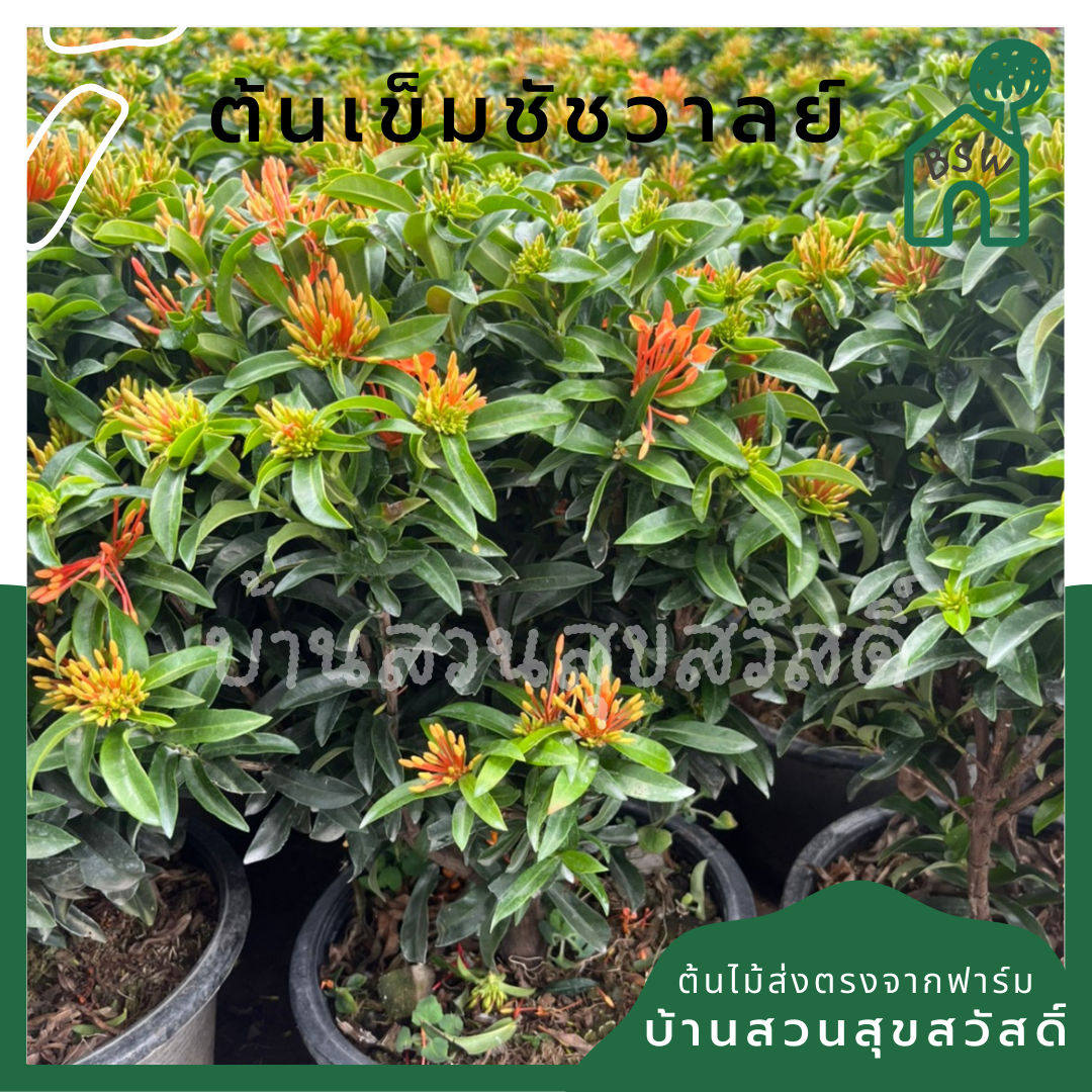 ต้นเข็ม ชัชวาลย์ กระถางใหญ่ พุ่มสูง ดอกมี 2 สี เข็มใบเรียวๆ