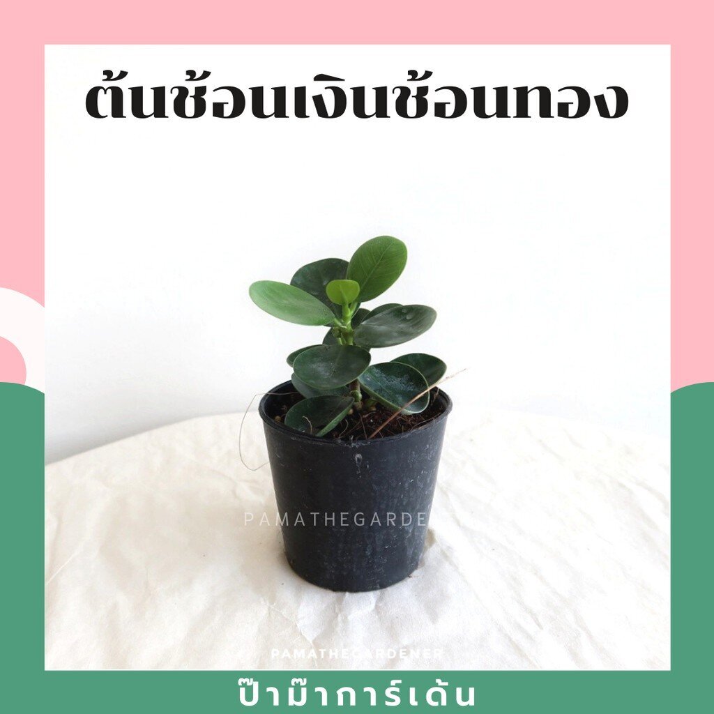 ต้นไม้มงคล ไม้ฟอกอากาศ ต้นใหญ่ รากแน่น ต้นไม้เสริมดวง