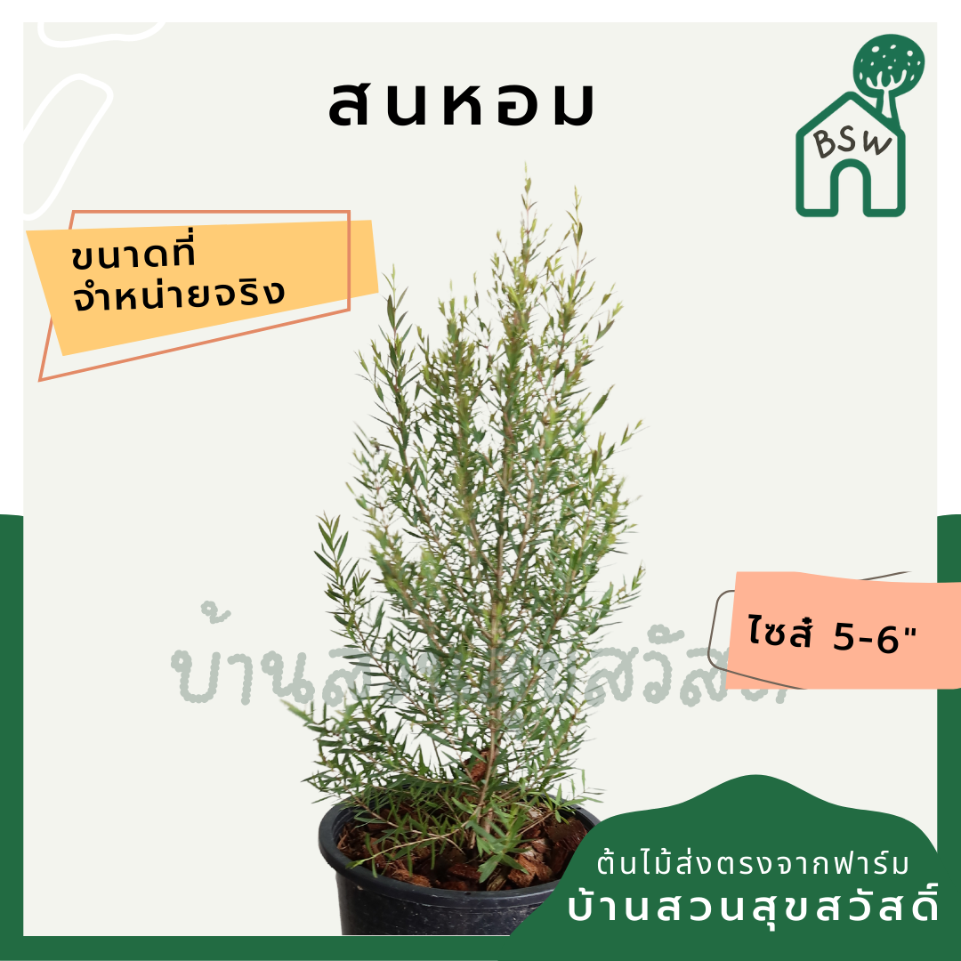 ต้นสนหอมในกระถางพร้อมตั้ง