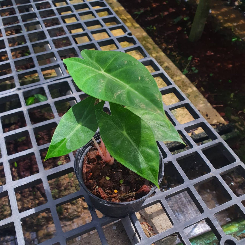 แก้วสารพัดนึกก้านชมพู (Alocasia Pink Dragon) ไม้มงคลในกระถางพร้อมตั้ง