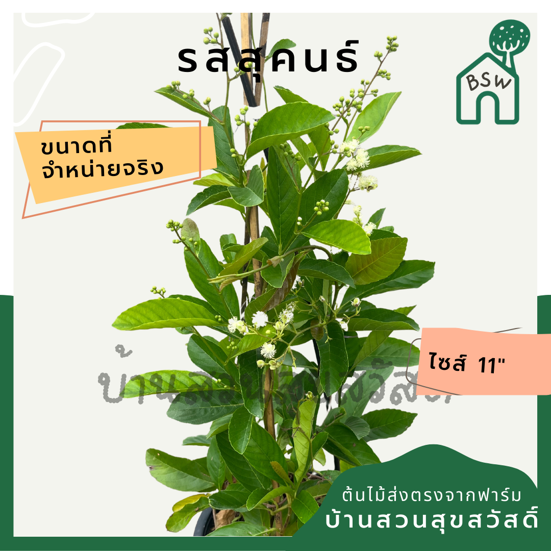 รสสุคนธ์ กระถาง 11 นิ้ว ต้นรสสุคนธ์ เป็นไม้แดด ออกดอกเก่ง