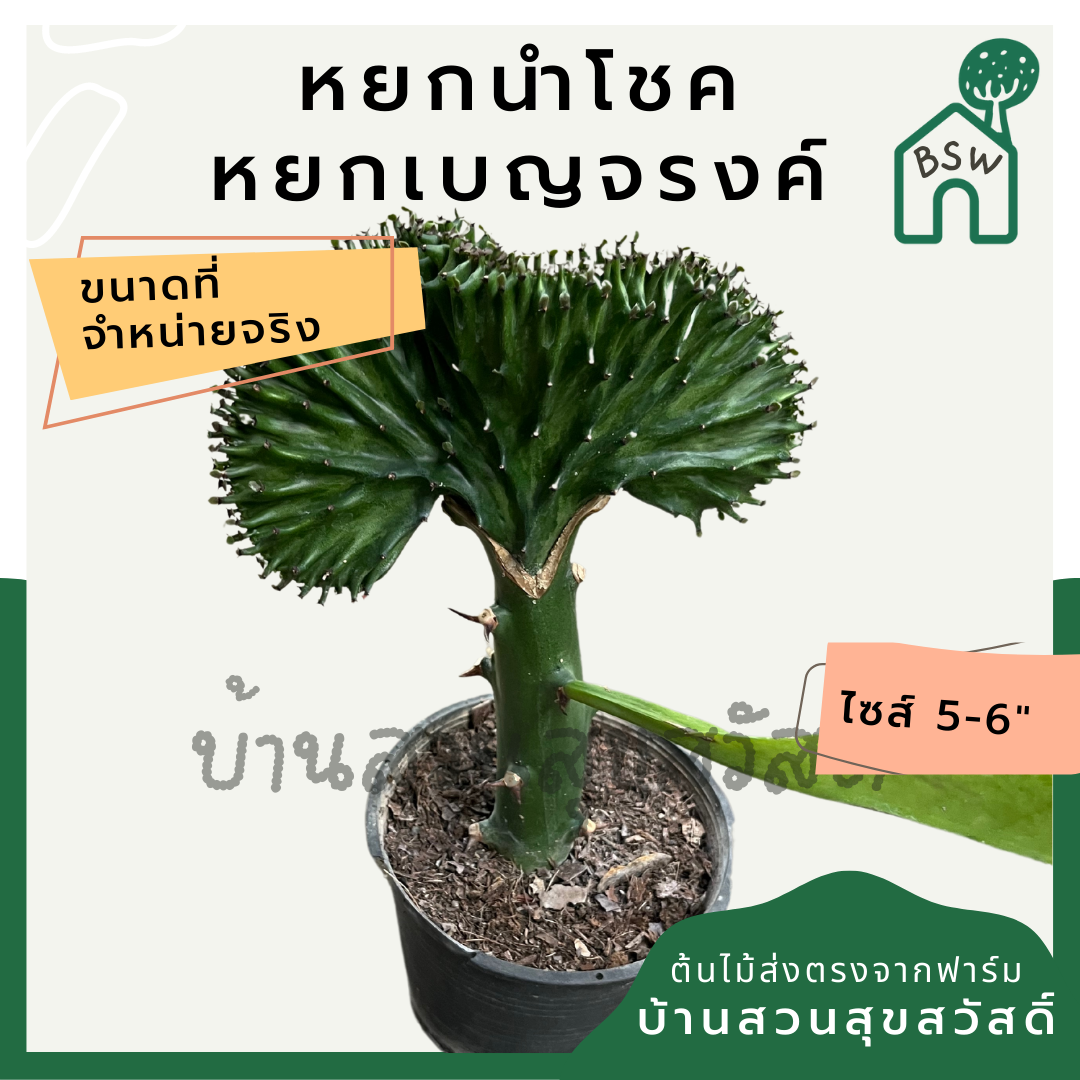หยกสามกษัตริย์ กระถาง 6 นิ้ว เป็นไม้แดด ทนแล้งได้ดี