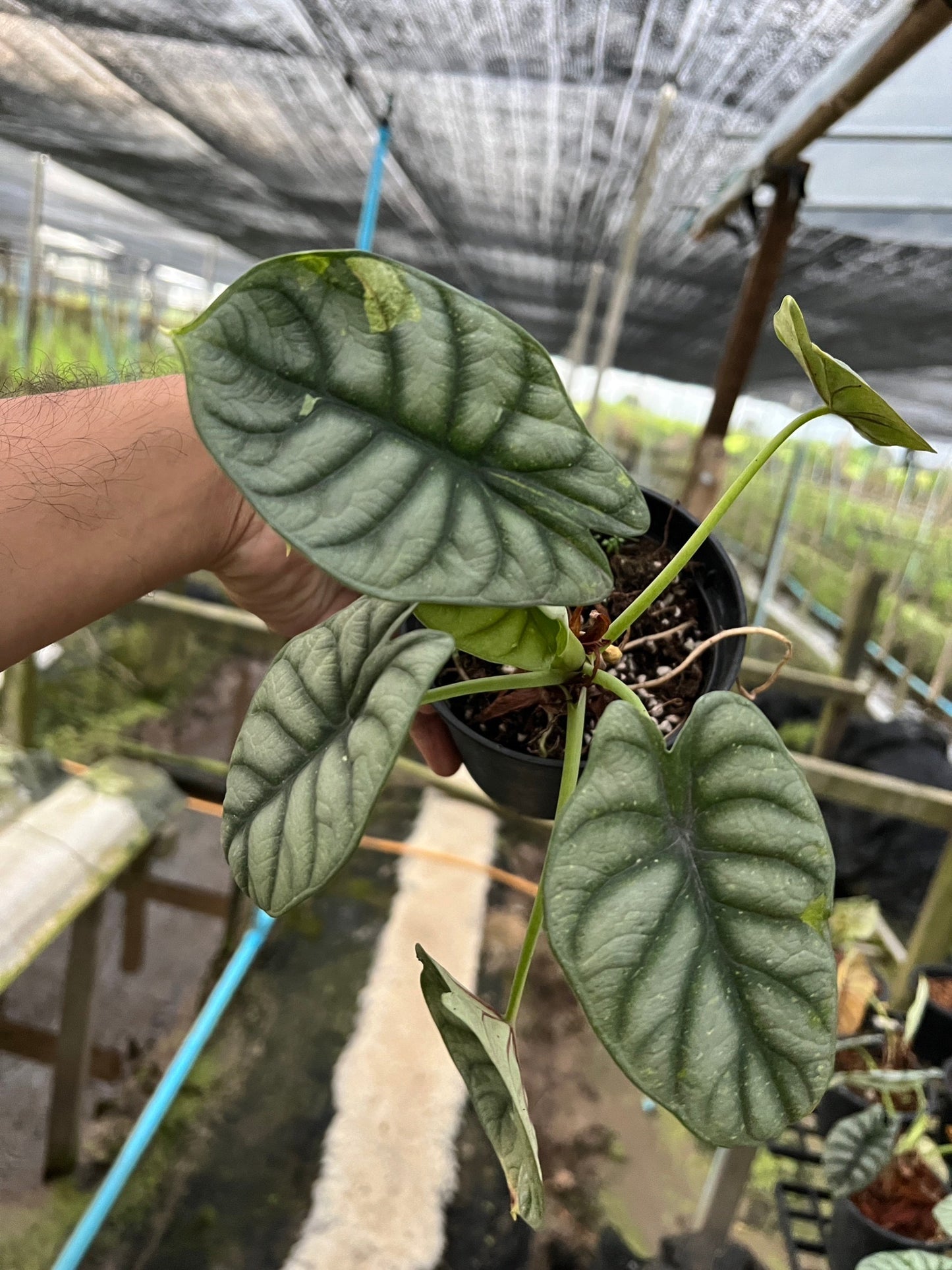 Alocasia variegated Alocasia Silver Dragon Black Velvet Dragon Scale ต้นอโลคาเซียด่าง