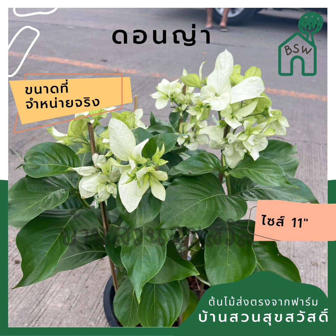 ดอนญ่า (Mussaenda Philippica) ไม้ดอกสวยในกระถาง 11 นิ้ว