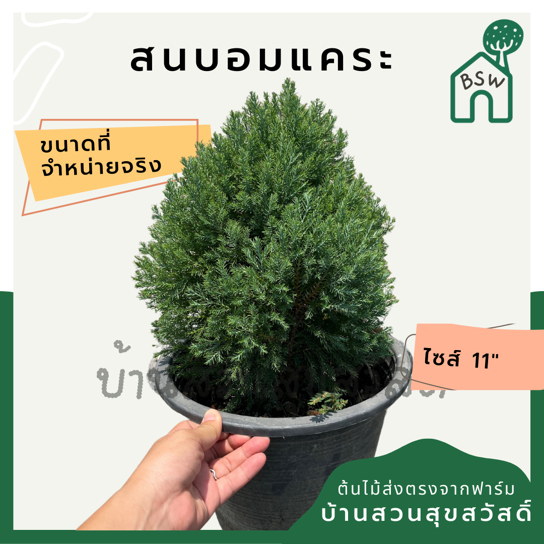 สนบอมแคระ กระถาง 11 นิ้ว
