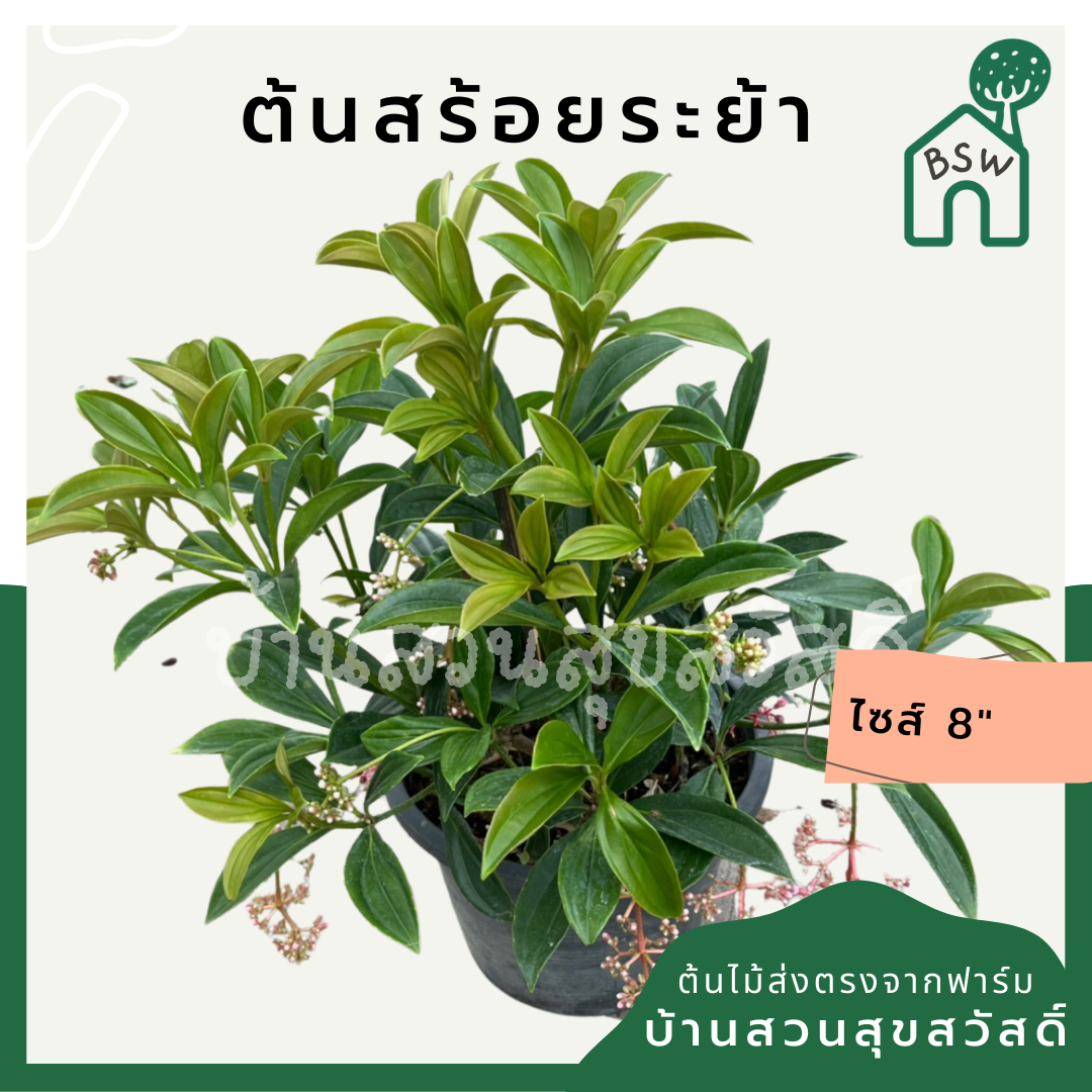 สร้อยระย้า (Russelia Equisetiformis) ไม้ดอกในกระถาง 11 นิ้ว