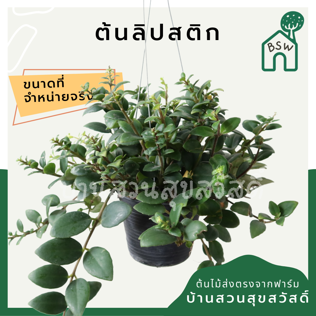 ลิปสติก (Aeschynanthus Radicans) ไม้แขวนดอกสวยในกระถาง 4 นิ้ว