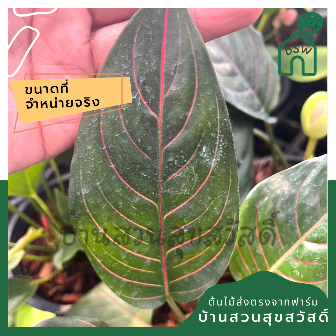 อโกลนีมาโพธิ์มงคล (Aglaonema 'Pho Monkhon') ไม้มงคลในกระถาง 5 นิ้ว