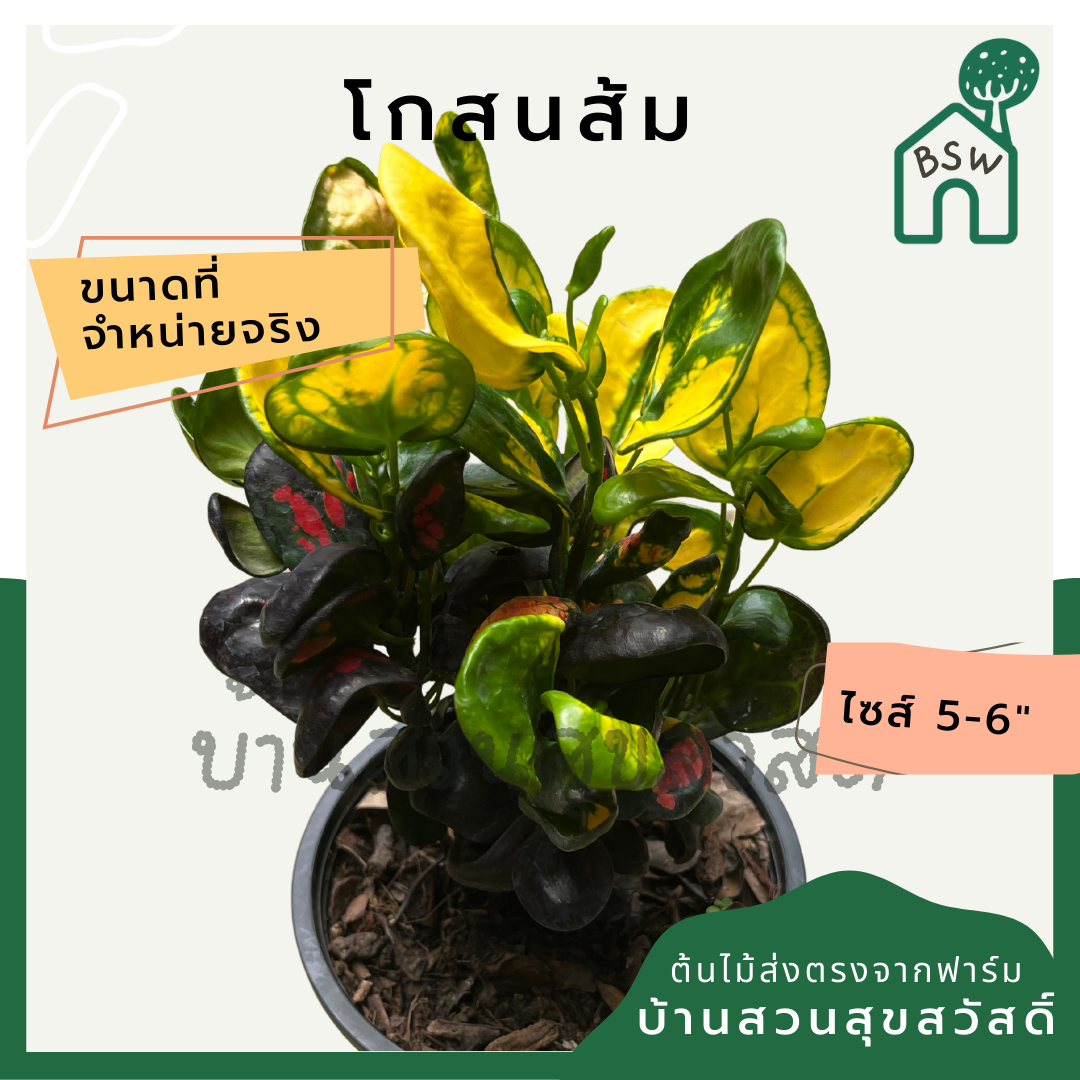 โกสนส้ม กระถาง 5-6 นิ้ว ต้นโกสน เป็นไม้แดด ไม้ด่างสวย ใบสีสันสดใส