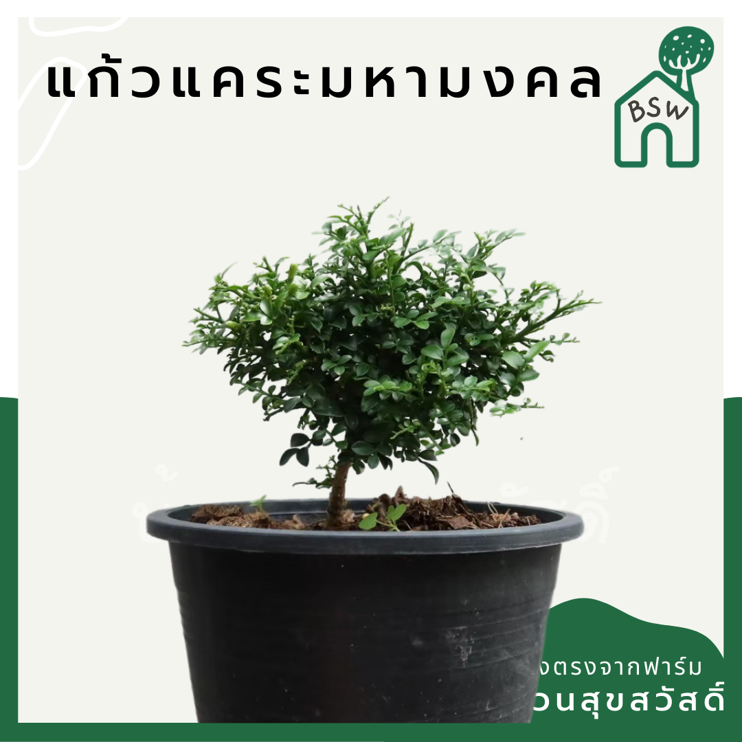 แก้วมหามงคล (Murraya Paniculata) ไม้ดอกหอมในกระถาง 5-6 นิ้ว