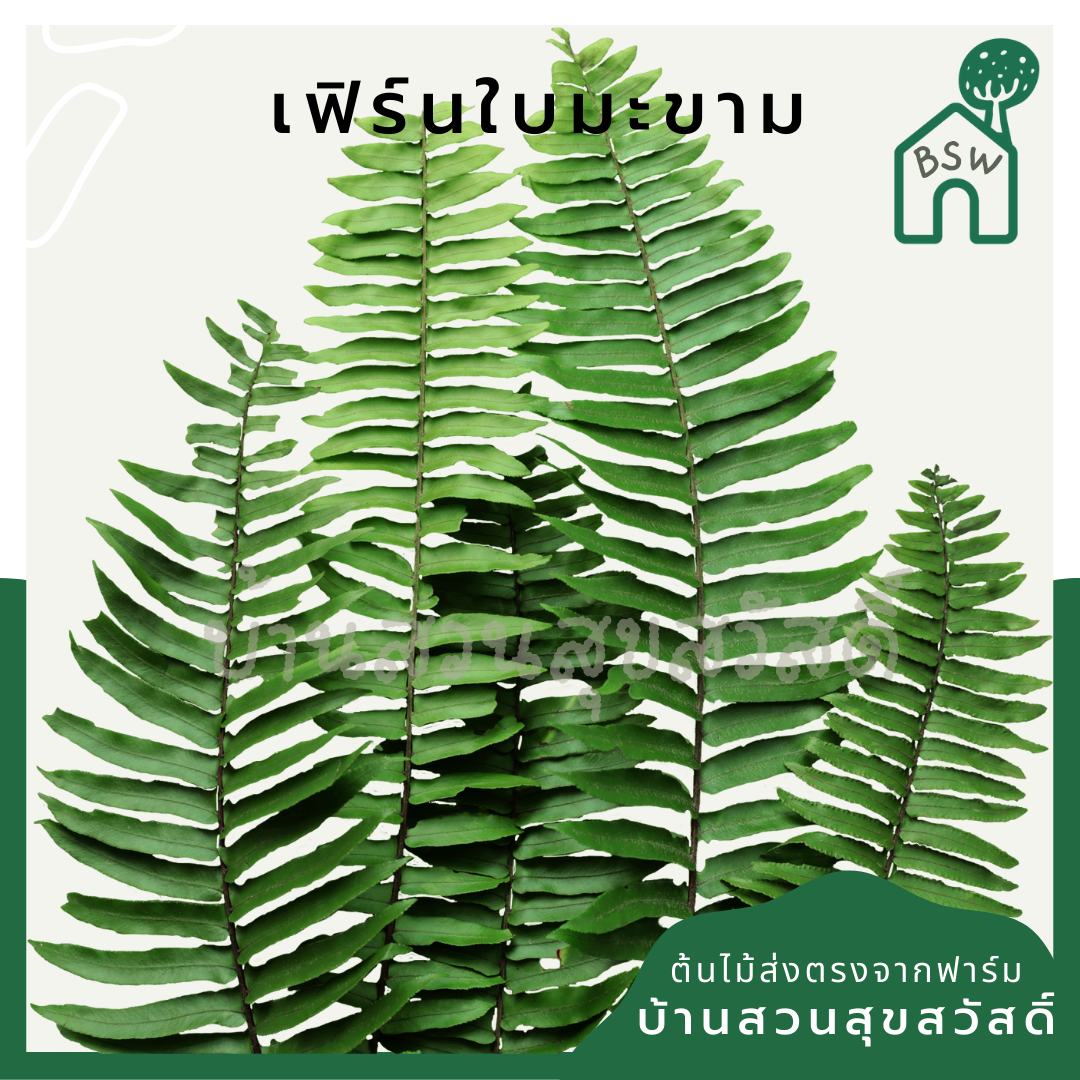 เฟิร์นมะขามสีทอง (Nephrolepis Cordifolia 'Duffii') เฟิร์นในกระถาง 5 นิ้ว