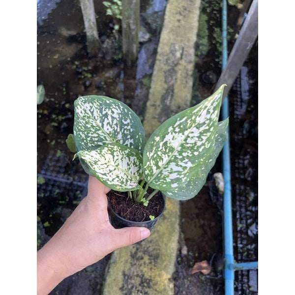 รวมอโกลนีม่า Aglonema