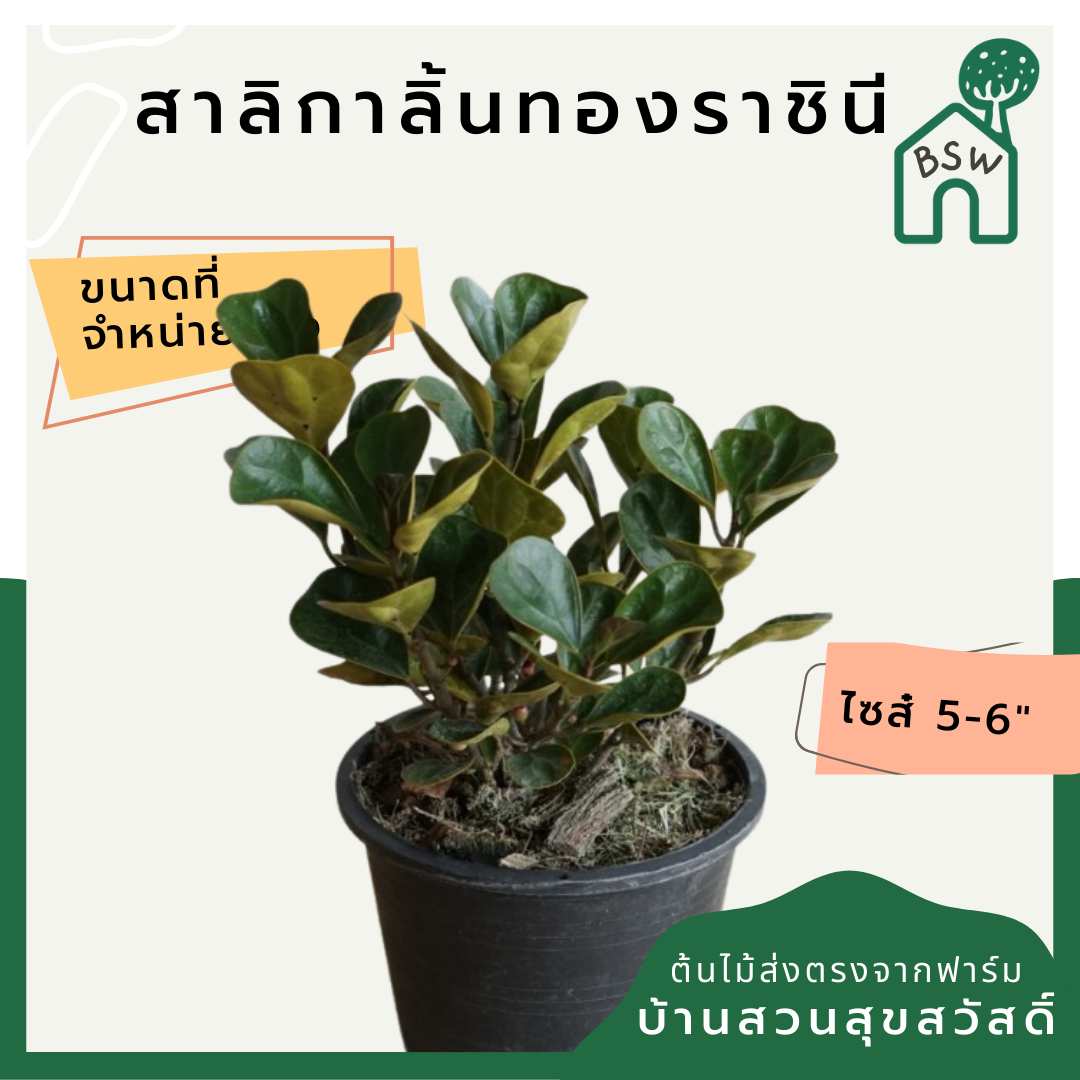 สาลิกาลิ้นทองราชินี (Ficus Annulata 'Queen') ไม้ใบสวยในกระถางพร้อมตั้ง