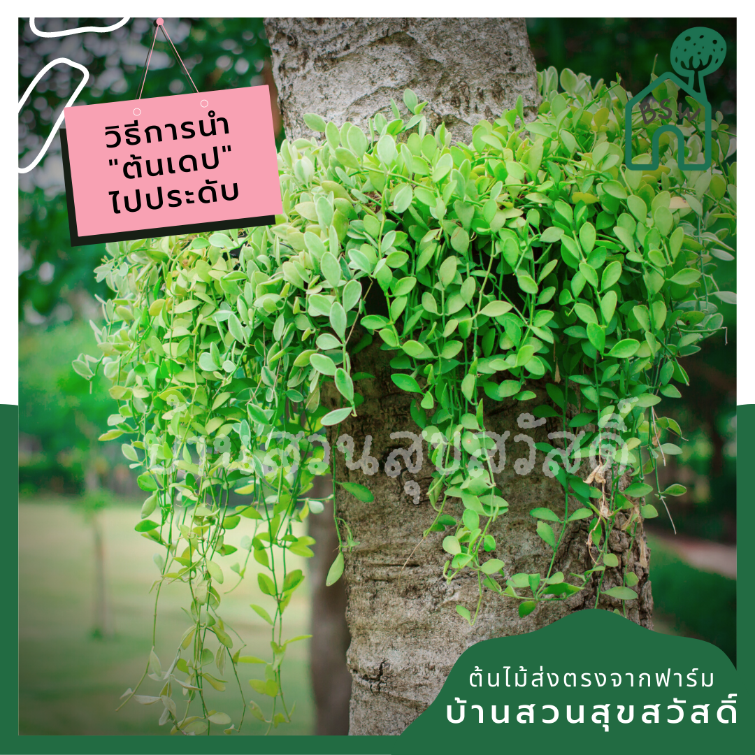 ต้นเดปใบเขียวพันกาบมะพร้าวพร้อมลวดแขวน
