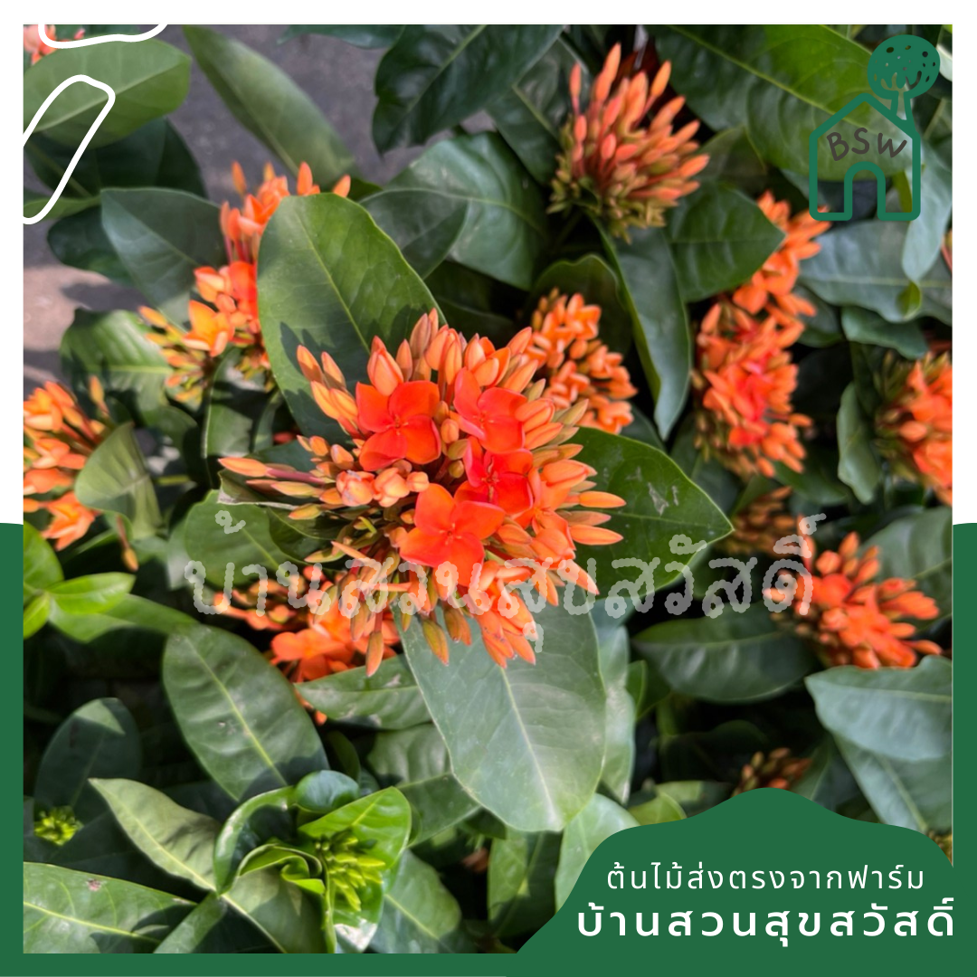 ต้นเข็ม เศรษฐี กระถางใหญ่ 11 นิ้ว พุ่มสูง ดอกมี 2 สี เข็มใบใหญ่ๆ