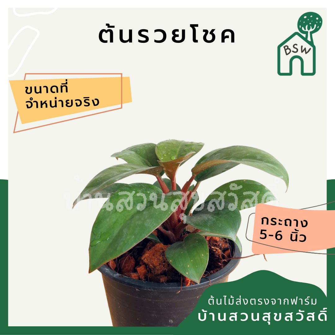 ต้นรวยโชค มาในกระถางพร้อมตั้ง ฟิโลก้านแดง รากแน่น