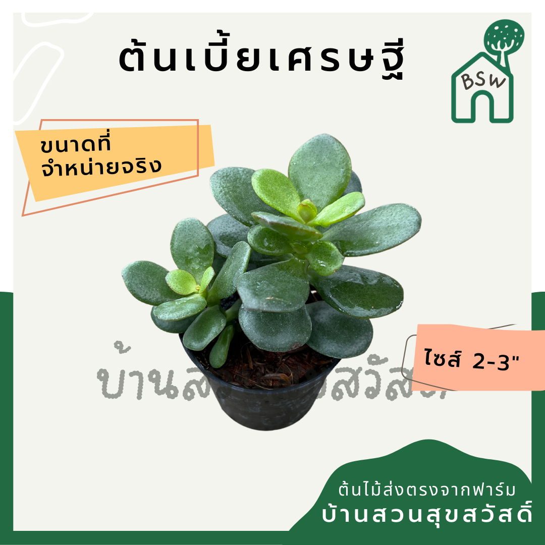 ต้นเบี้ยเศรษฐี กระถาง 2 นิ้ว ฟอร์มต้นไม้มงคล มาในกระถางพร้อมตั้ง