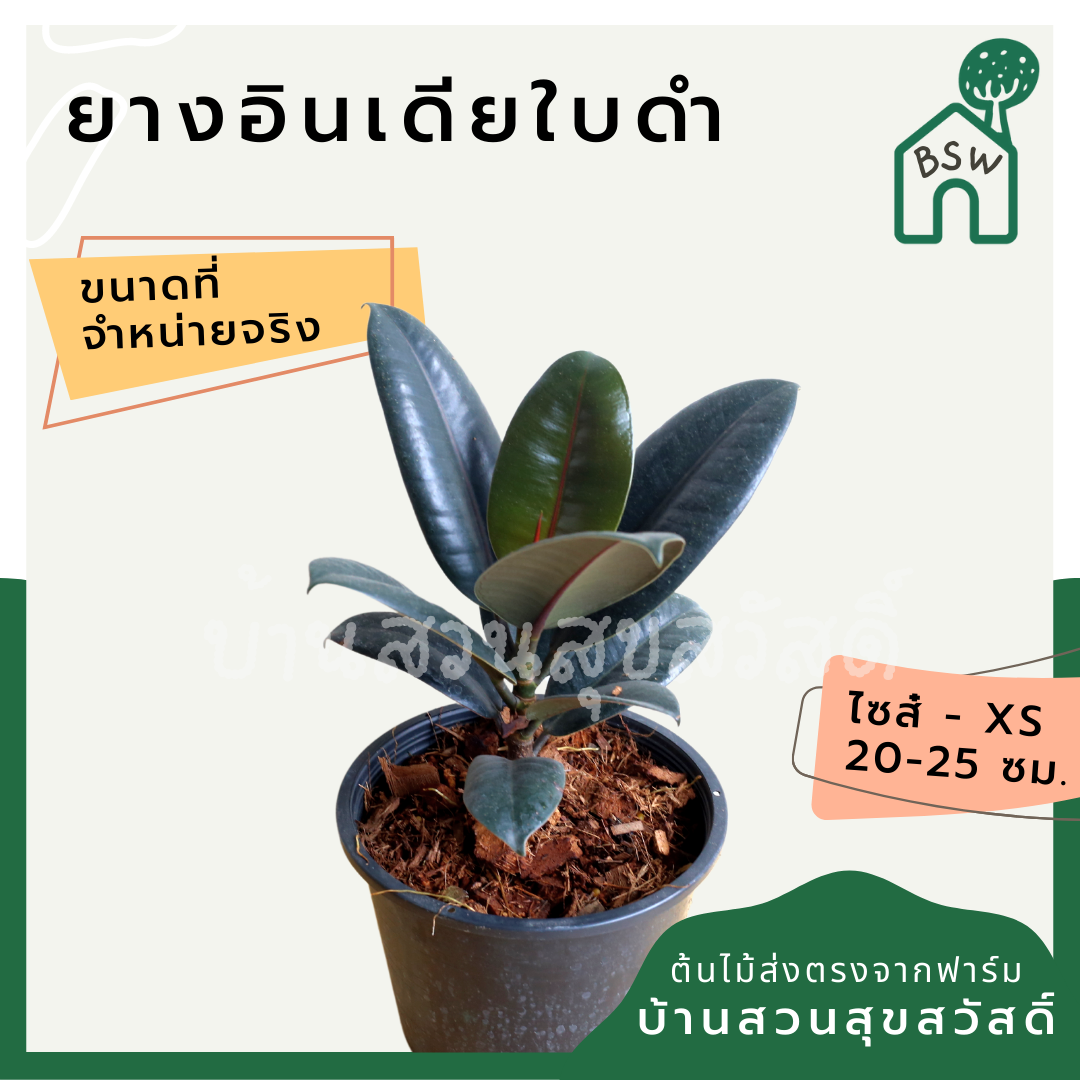ต้นยางอินเดีย ในกระถาง 5-6 นิ้ว