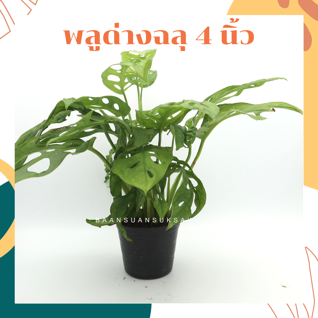 พลูฉลุ (Monstera Adansonii) ไม้ฟอกอากาศรูปร่างสวยในกระถางพร้อมตั้ง