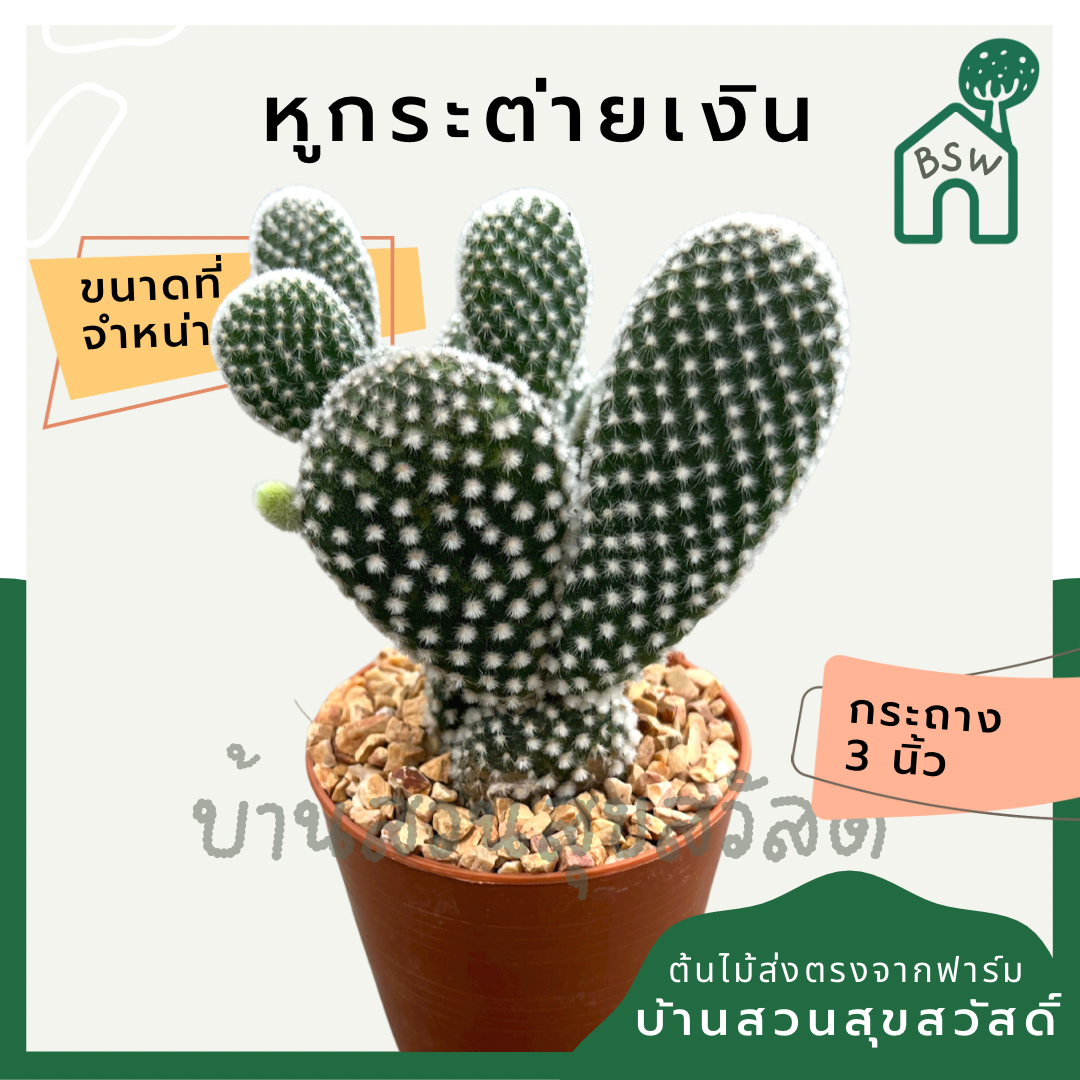แคคตัสหูกระต่ายเงิน (Opuntia Microdasys) กระบองเพชรในกระถางพร้อมตั้ง