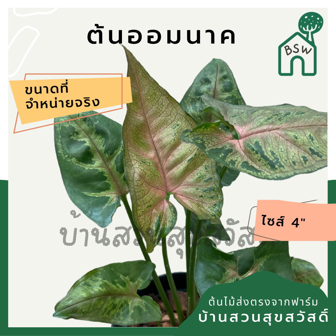 ออมนาค (Syngonium Podophyllum 'Neon Robusta') ไม้มงคลในกระถาง 4 นิ้ว