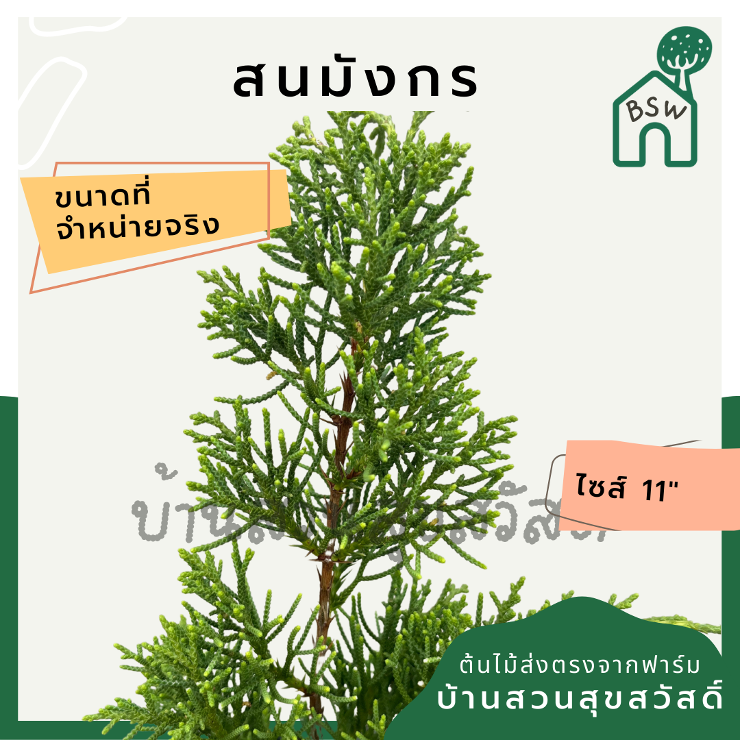 สนมังกร กระถาง 11 นิ้ว ต้นสวย สำหรับแต่งสวนสไตล์อังกฤษ ทนแดดมาก
