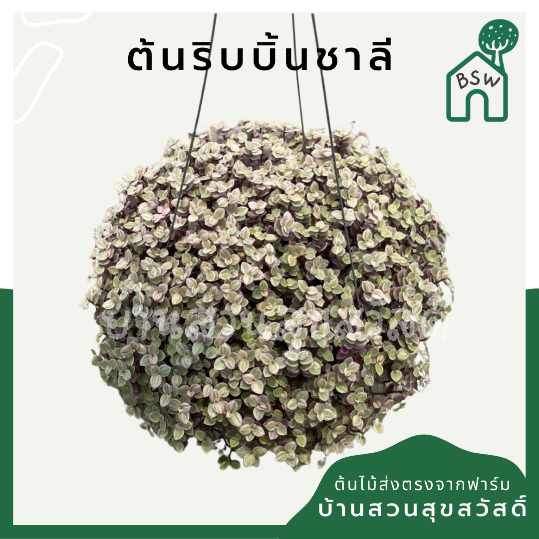 ริบบิ้นชาลี (Callisia Repens) ไม้แขวนในกระถาง 3 นิ้ว