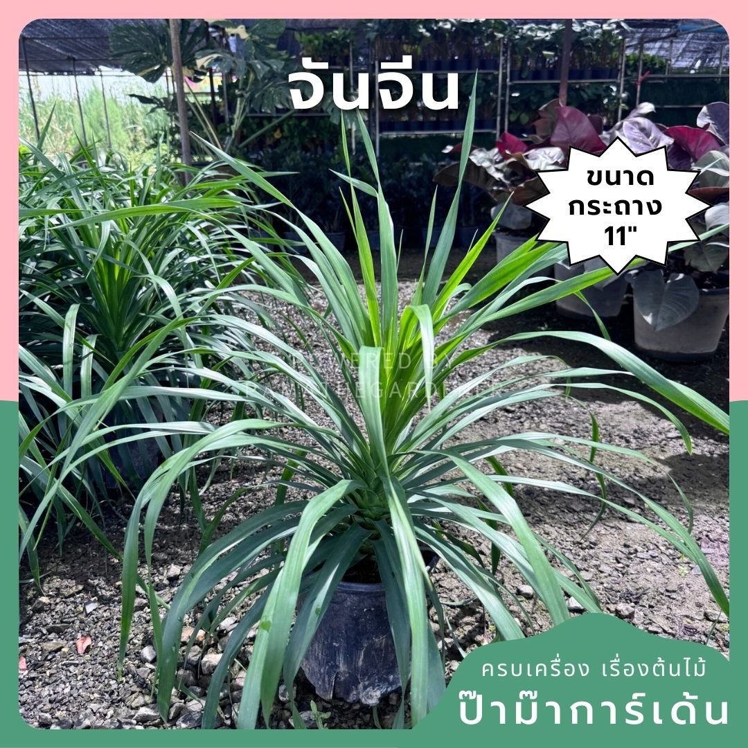 จันจีน ส่งพร้อมกระถาง 11 นิ้ว - Pamathegardener