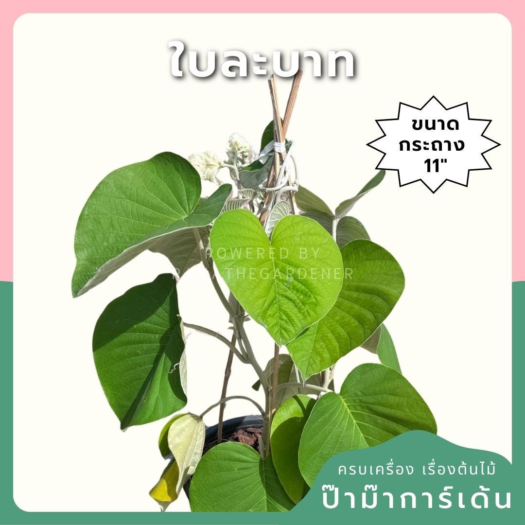 ใบละบาท ส่งพร้อมกระถาง 11 นิ้ว - Pamathegardener