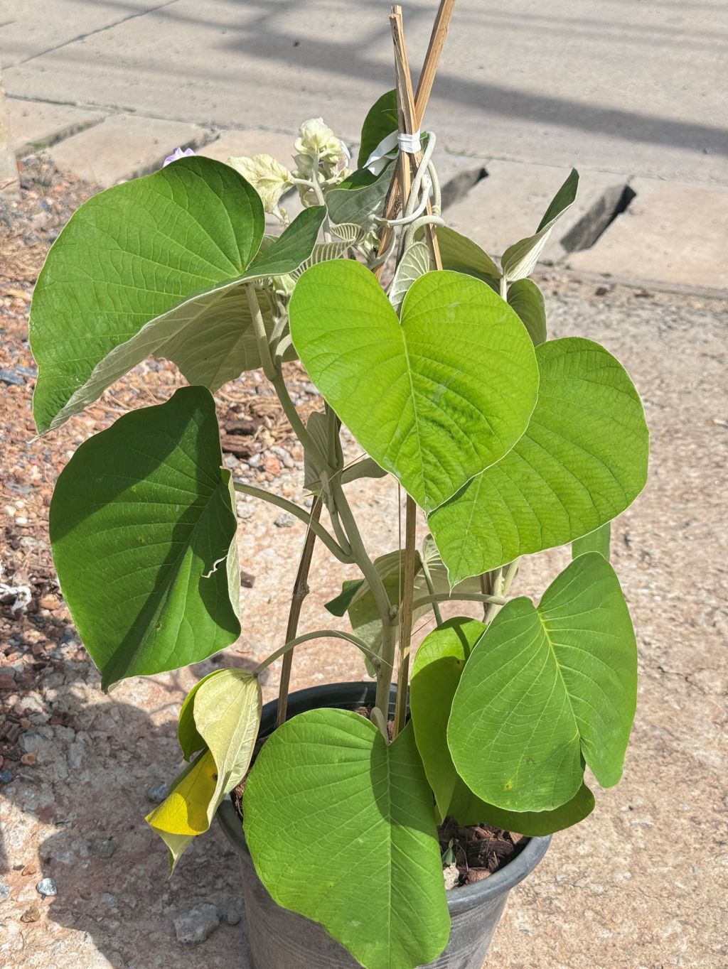 ใบละบาท ส่งพร้อมกระถาง 11 นิ้ว - Pamathegardener