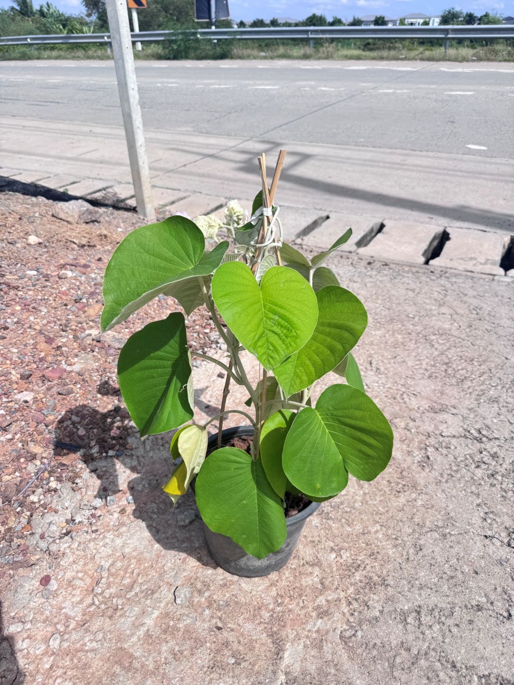 ใบละบาท ส่งพร้อมกระถาง 11 นิ้ว - Pamathegardener