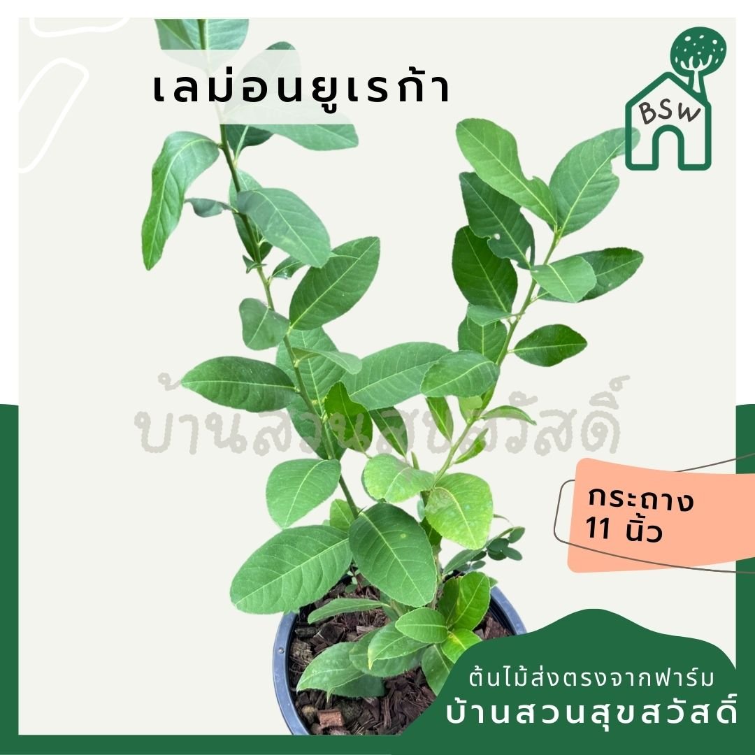 เลม่อน ยูเรก้า พร้อมกระถาง 11 นิ้ว - Pamathegardener