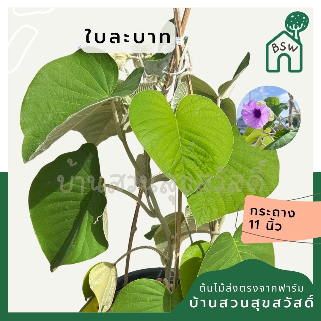 ใบละบาท ส่งพร้อมกระถาง 11 นิ้ว - Pamathegardener