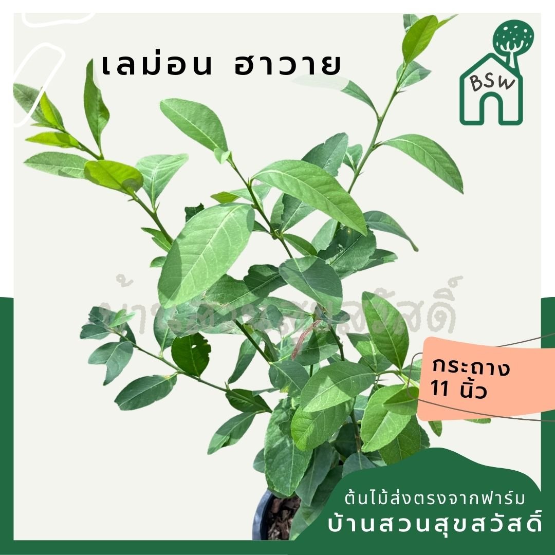 เลม่อน ฮาวาย พร้อมกระถาง 11 นิ้ว - Pamathegardener