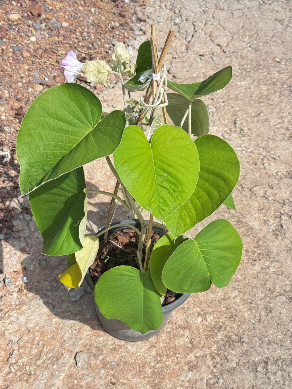 ใบละบาท ส่งพร้อมกระถาง 11 นิ้ว - Pamathegardener