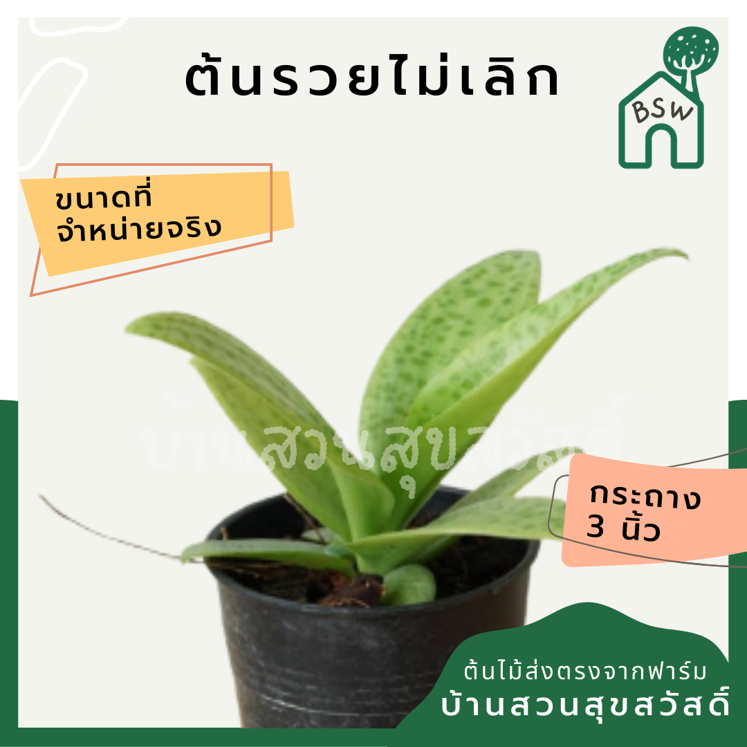 รวยไม่เลิก (Sansevieria Trifasciata 'Laurentii') ไม้มงคลยอดนิยมในกระถาง