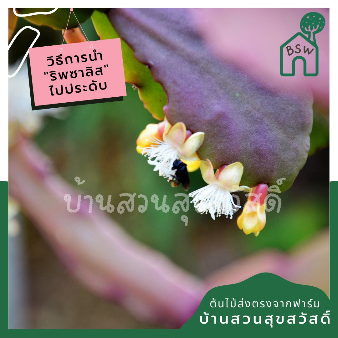 ริพซาลิสสายทับทิม ในกระถาง 4 นิ้ว The Red Rhipsalis
