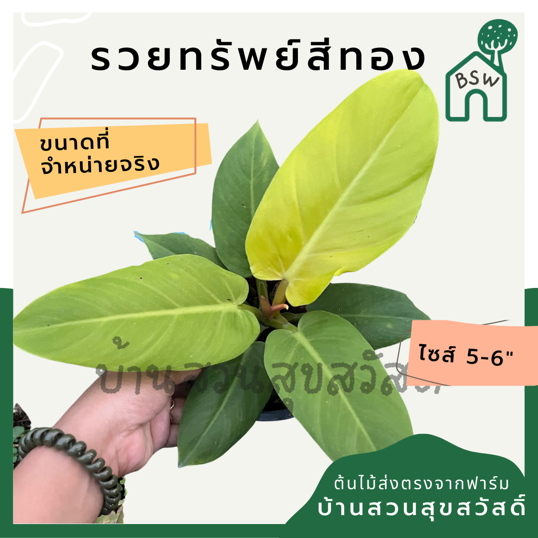รวยทรัพย์สีทอง กระถาง 5-6 นิ้ว ฟิโลเดนดรอน philodendron ต้นรวยทรัพย์สีทอง