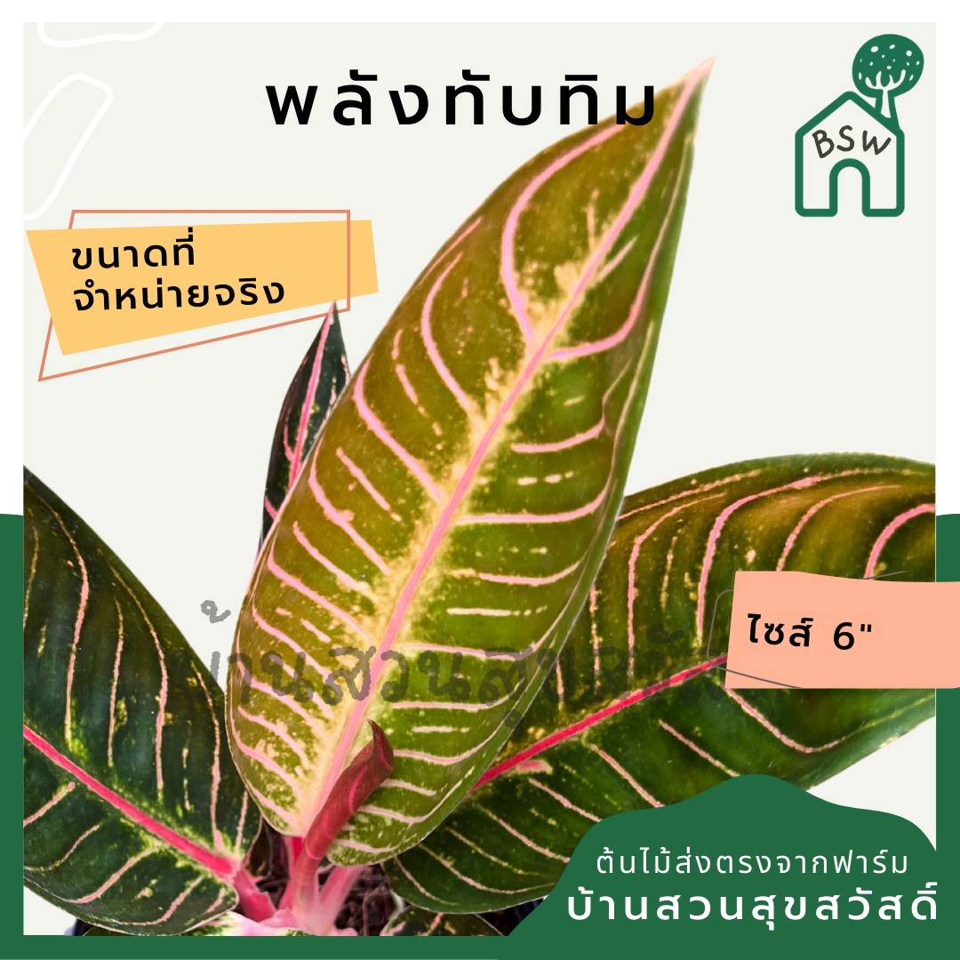 พลังทับทิม กระถาง 5-6 นิ้ว อโกลนีมา ด่างแบบโดดเด่น aglaonema ไม้แรร์