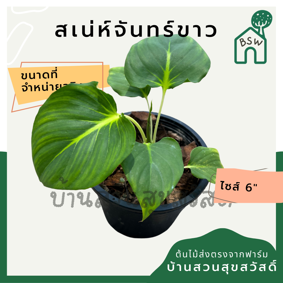 เสน่ห์จันทร์ขาว (Homalomena 'Saneh Chan Khao') ไม้มงคลในกระถางพร้อมตั้ง
