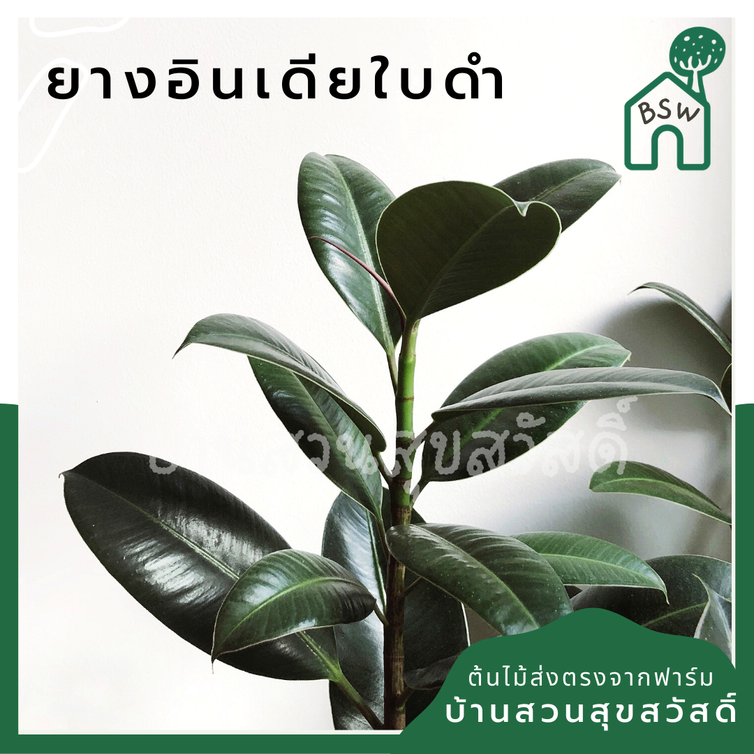 ต้นยางอินเดีย ในกระถาง 5-6 นิ้ว