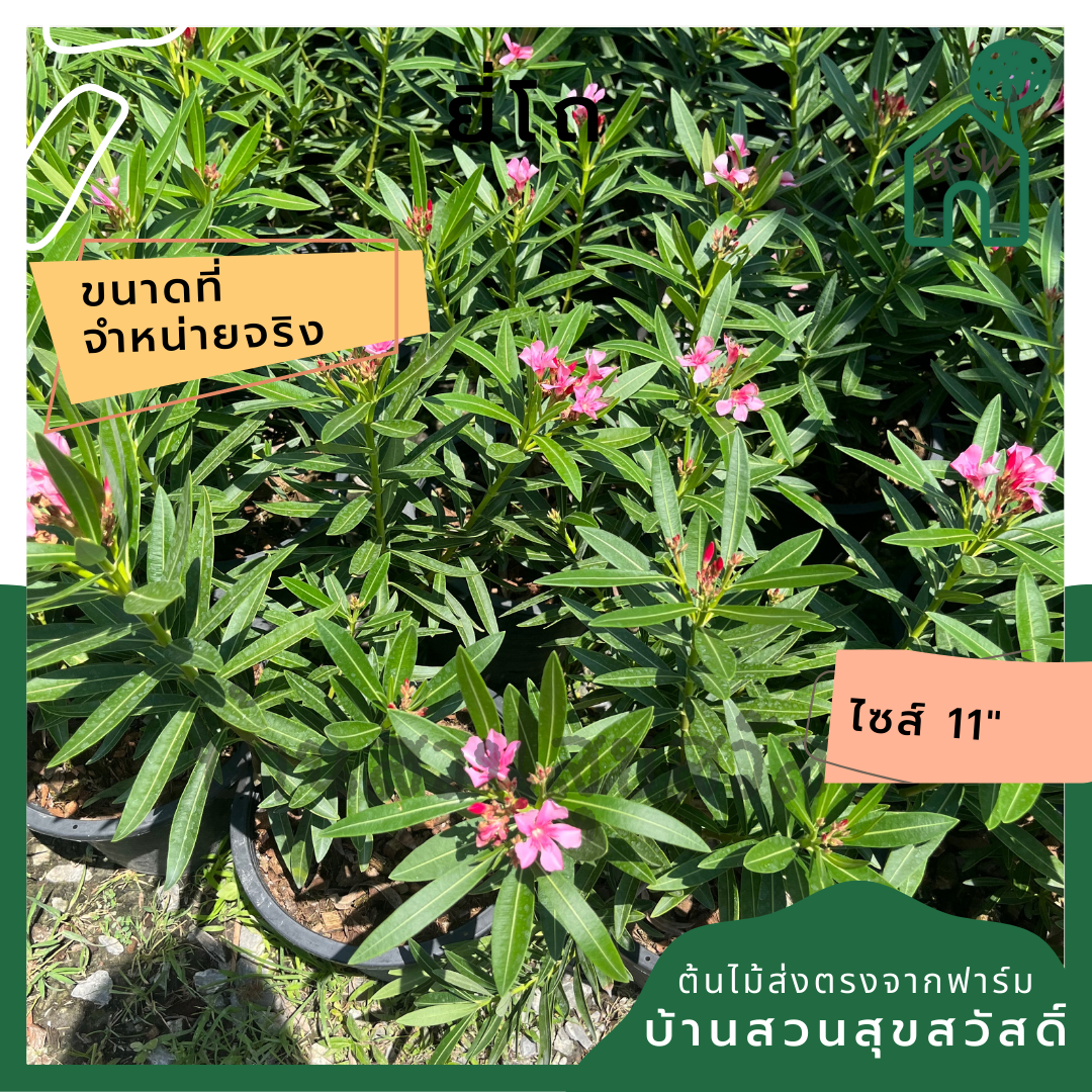 ยี่โถ ต้นยี่โถ กระถาง 11 นิ้ว ไม้แดด ต้นใหญ่สวยมาก ออกดอกตลอดปี